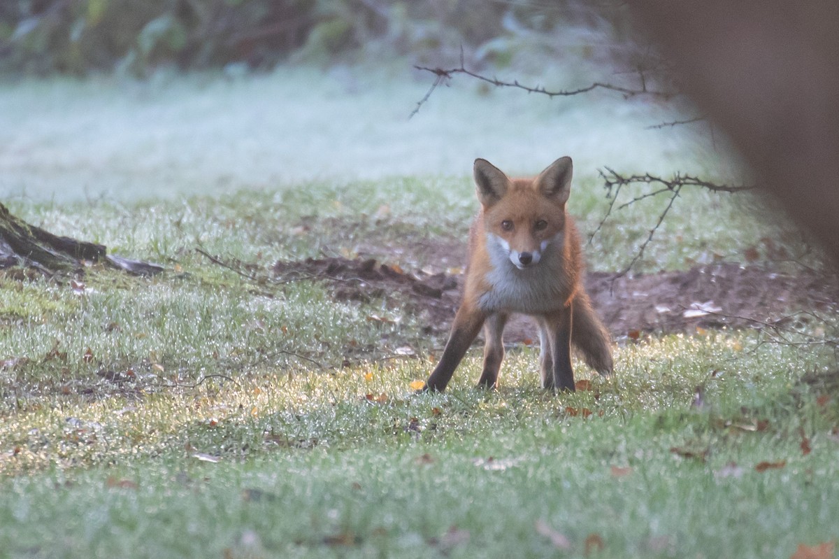 アカギツネ - ML646832250