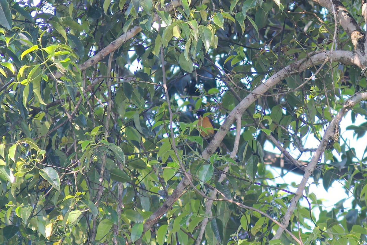 Gobemouche sundara - ML646832253