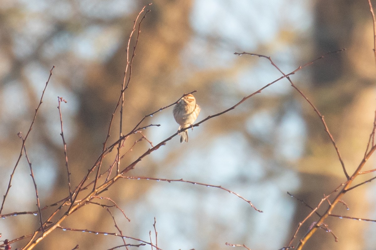 オオジュリン - ML646832254