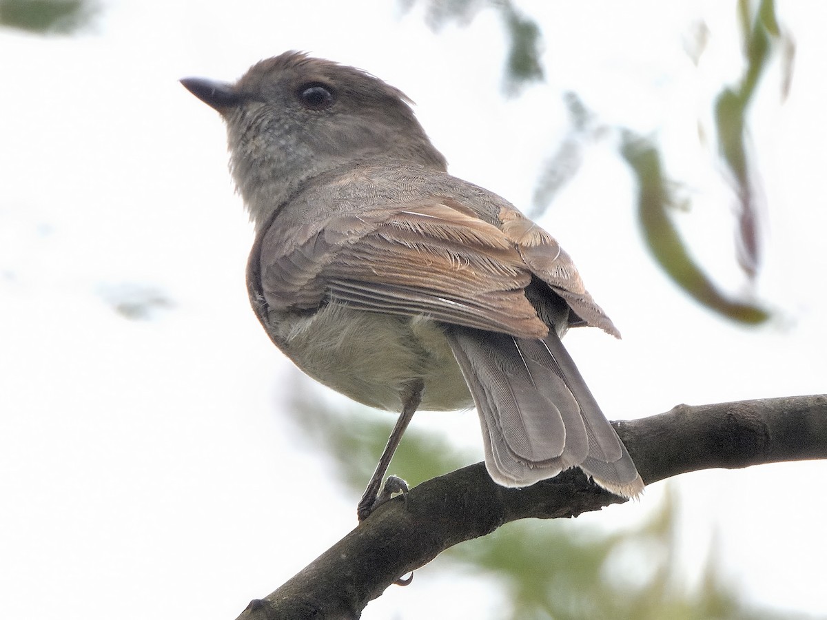 Siffleur doré (groupe pectoralis) - ML646832255