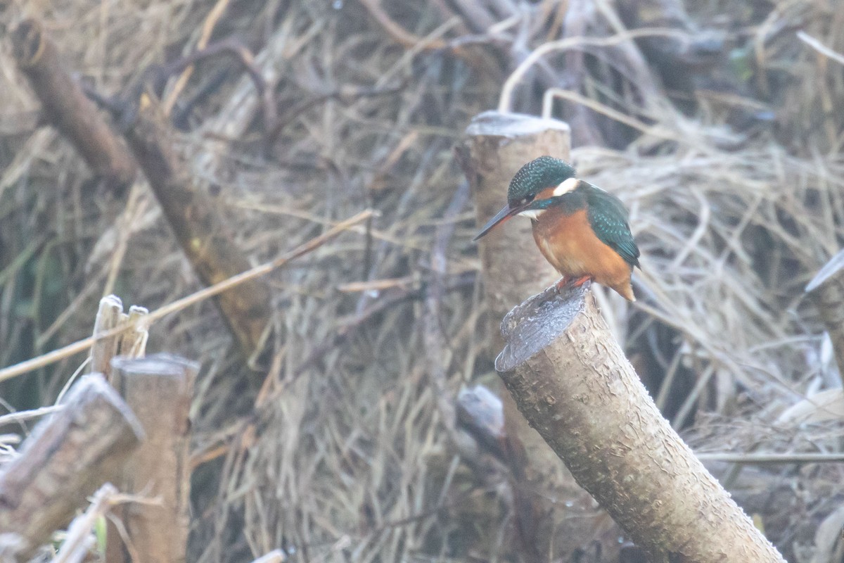 カワセミ - ML646832257