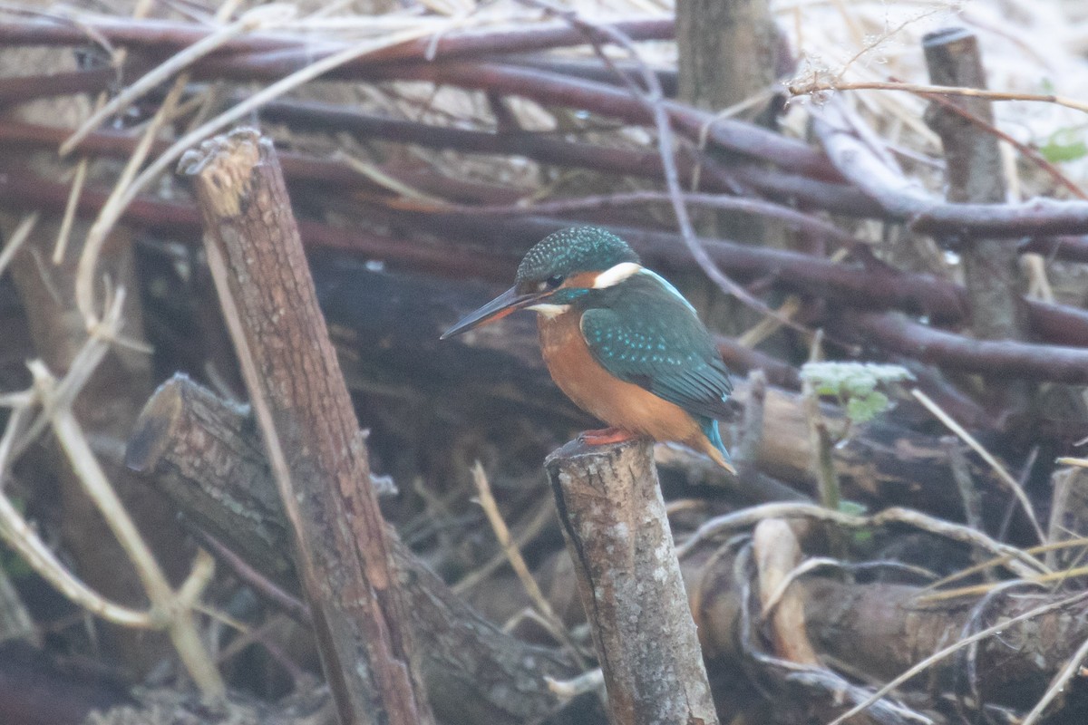 カワセミ - ML646832258