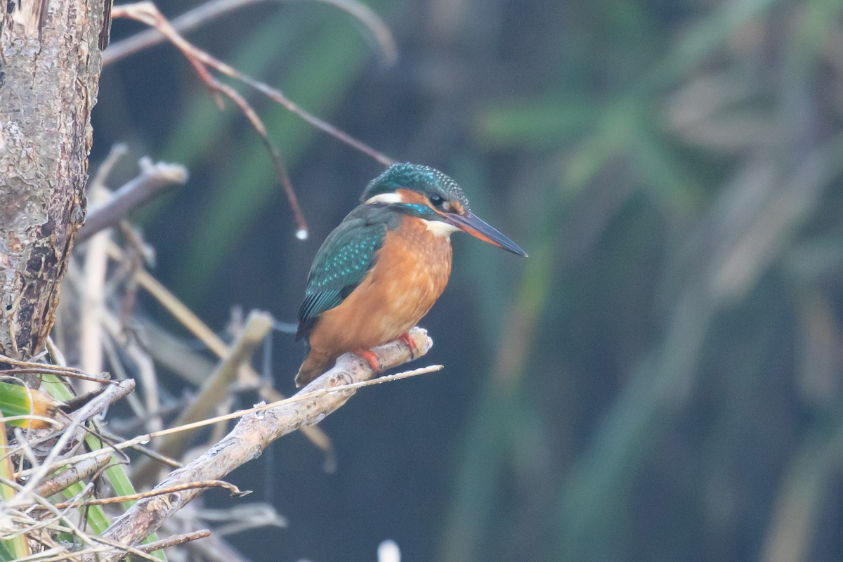 カワセミ - ML646832259