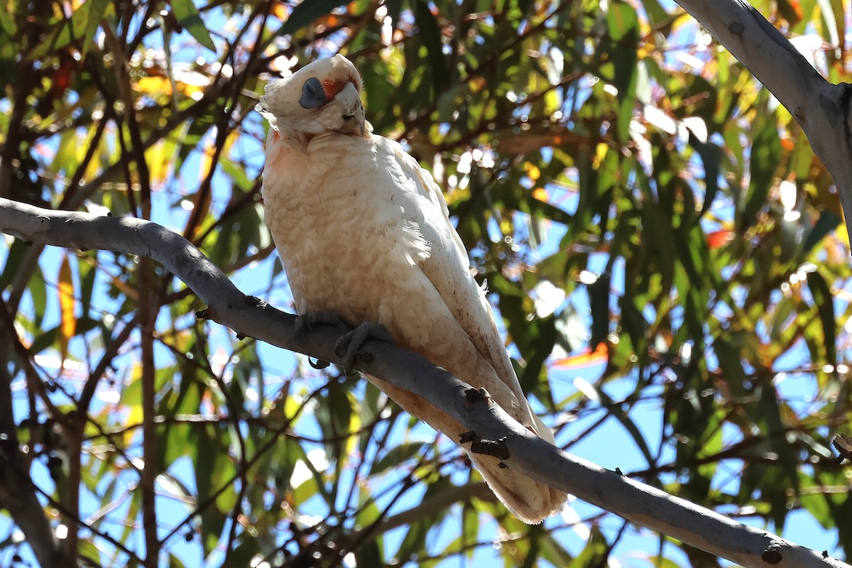 Western Corella - ML646832262