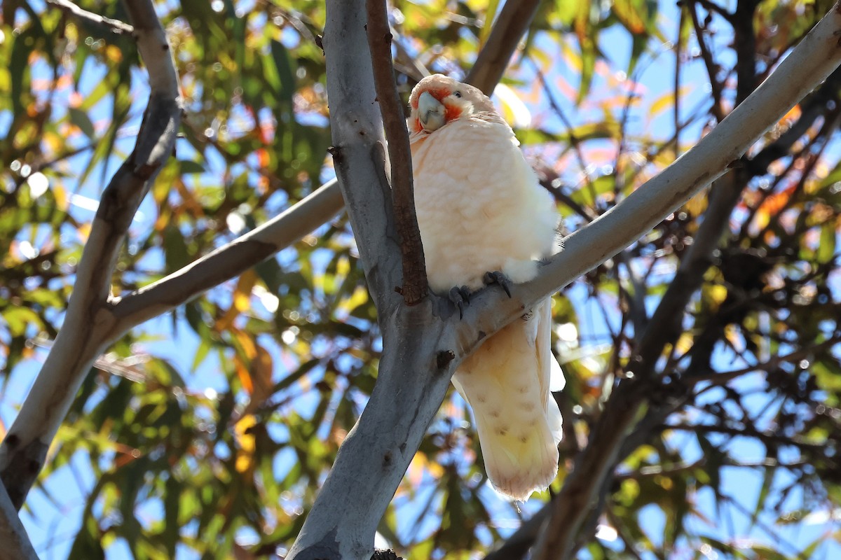 Western Corella - ML646832263