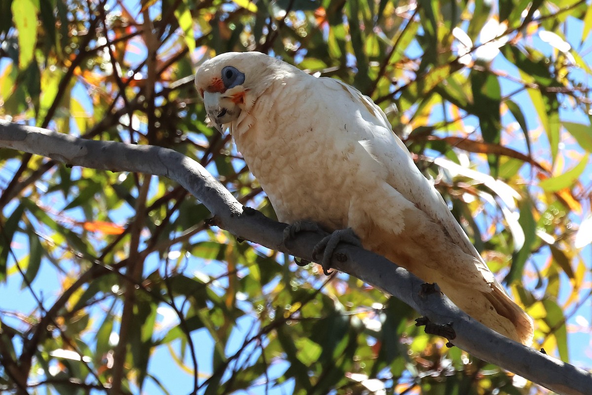 Western Corella - ML646832264
