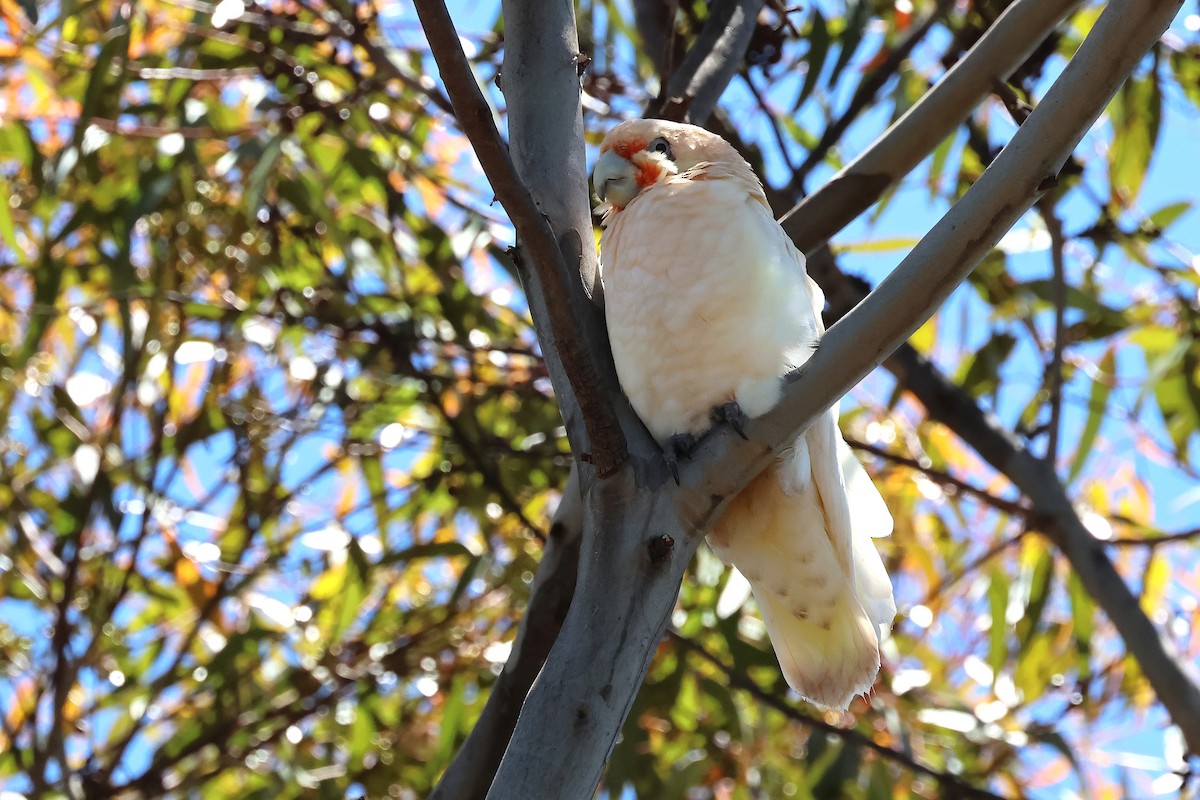 Western Corella - ML646832265