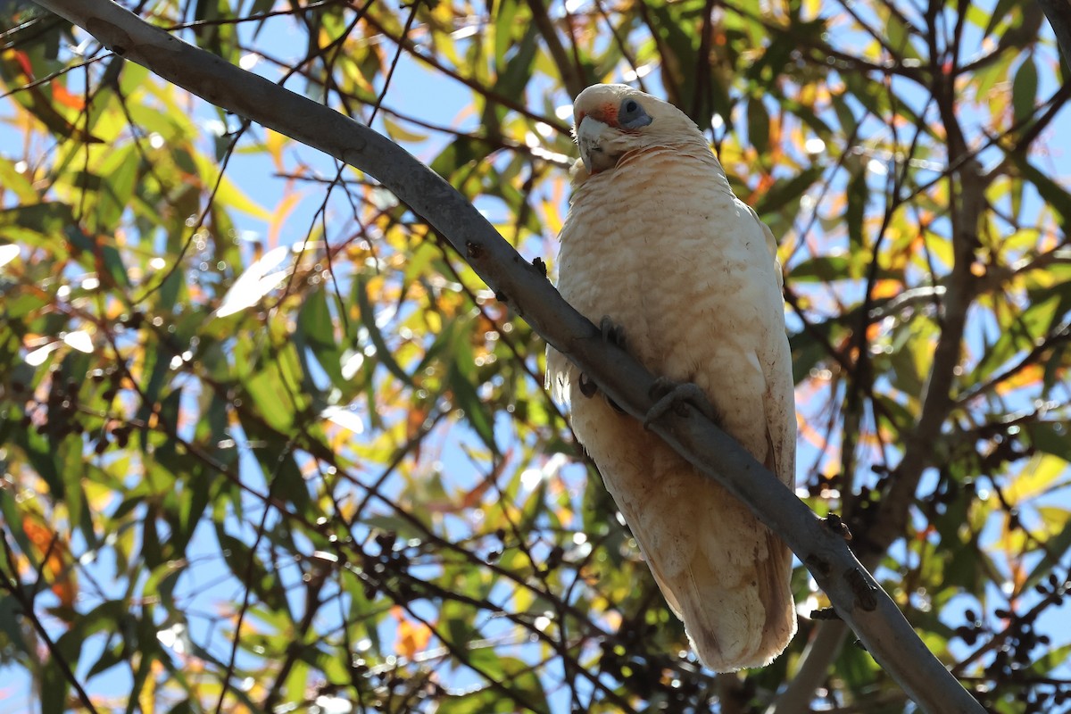 Western Corella - ML646832266