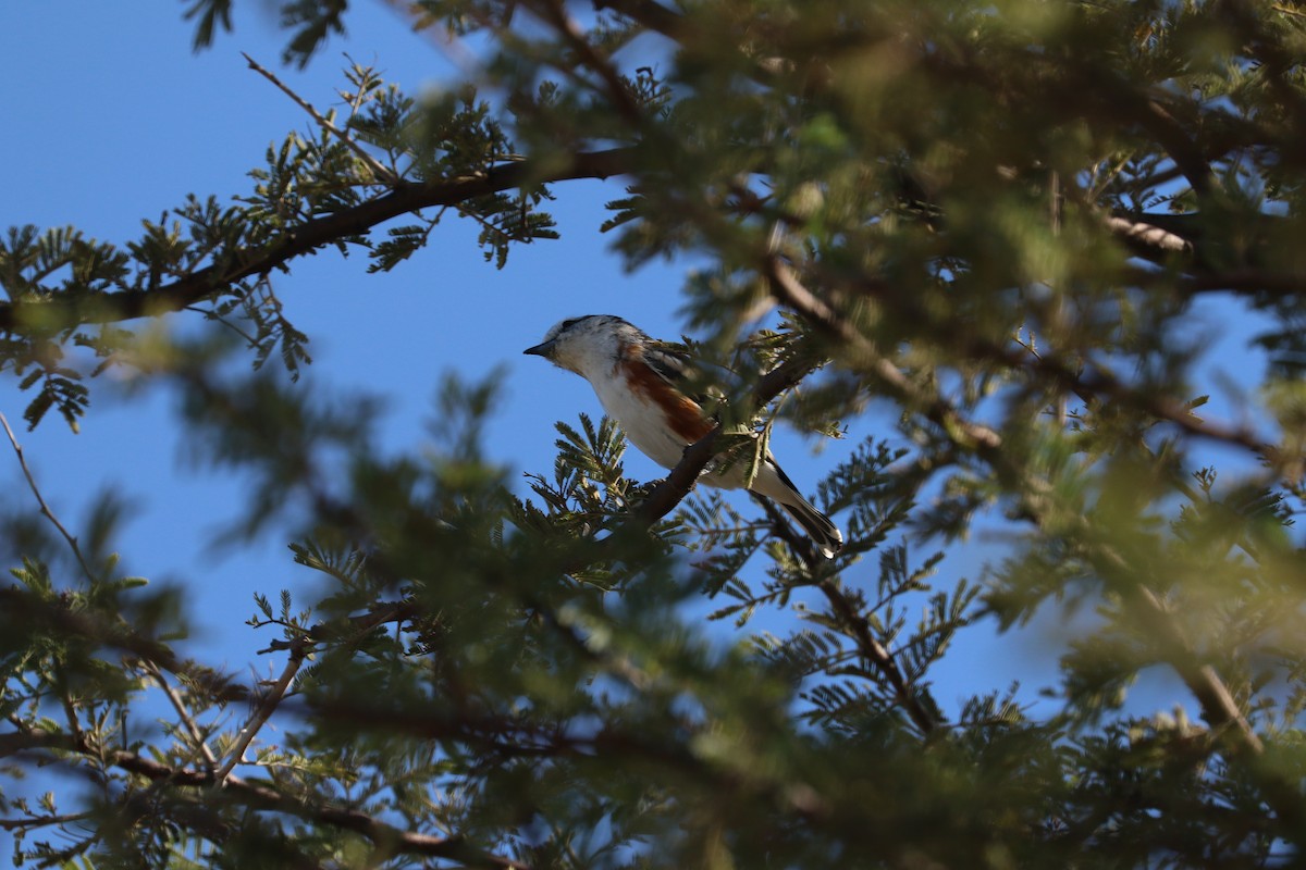 Brubru - ML646832268