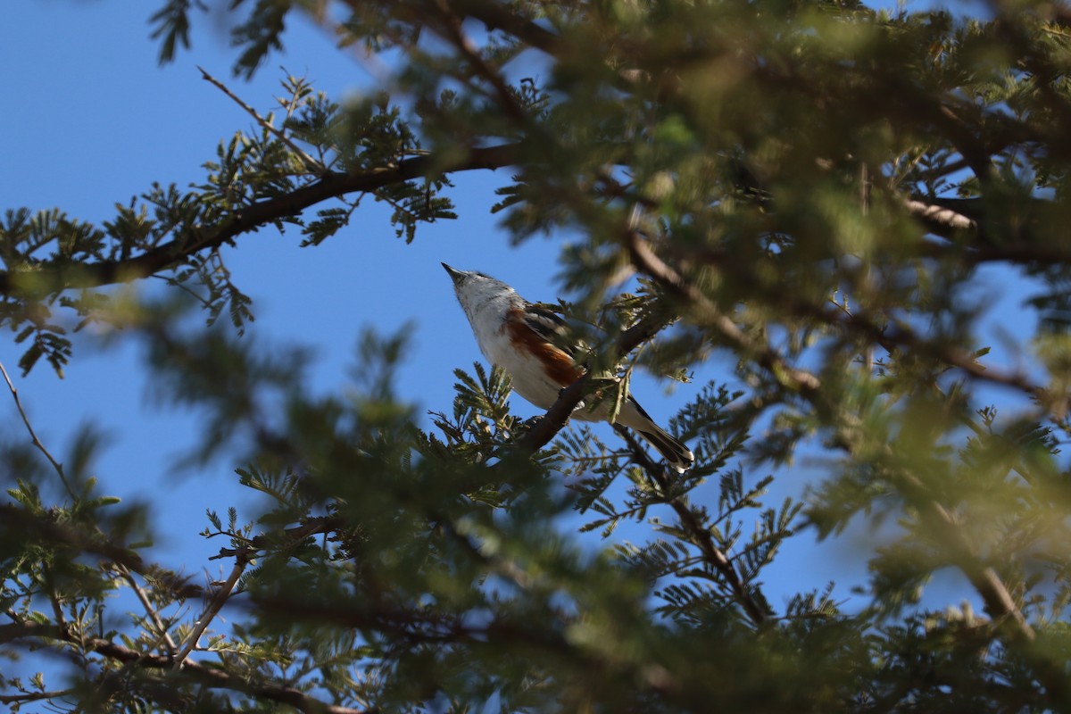 Brubru - ML646832269