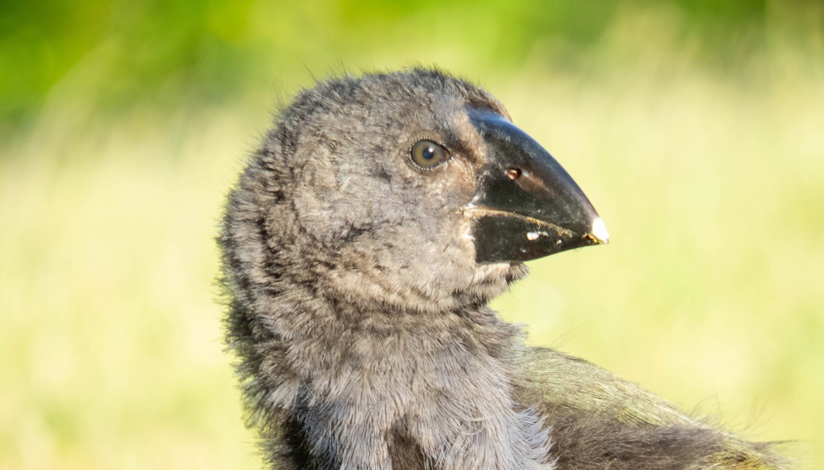 South Island Takahe - ML646832272
