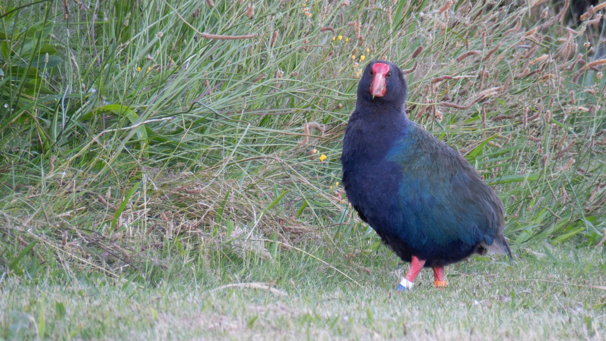 South Island Takahe - ML646832273