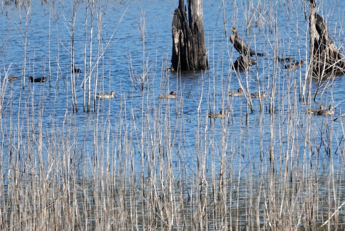 Krickente - ML646832275