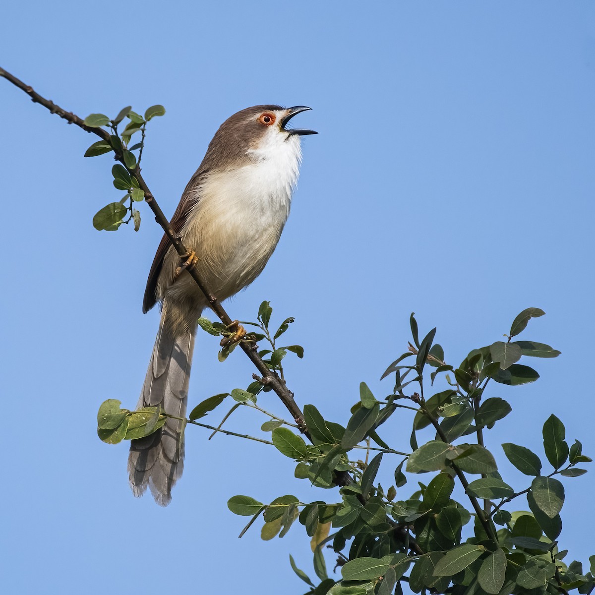 Sarı Gözlü Fulvetta - ML646832278