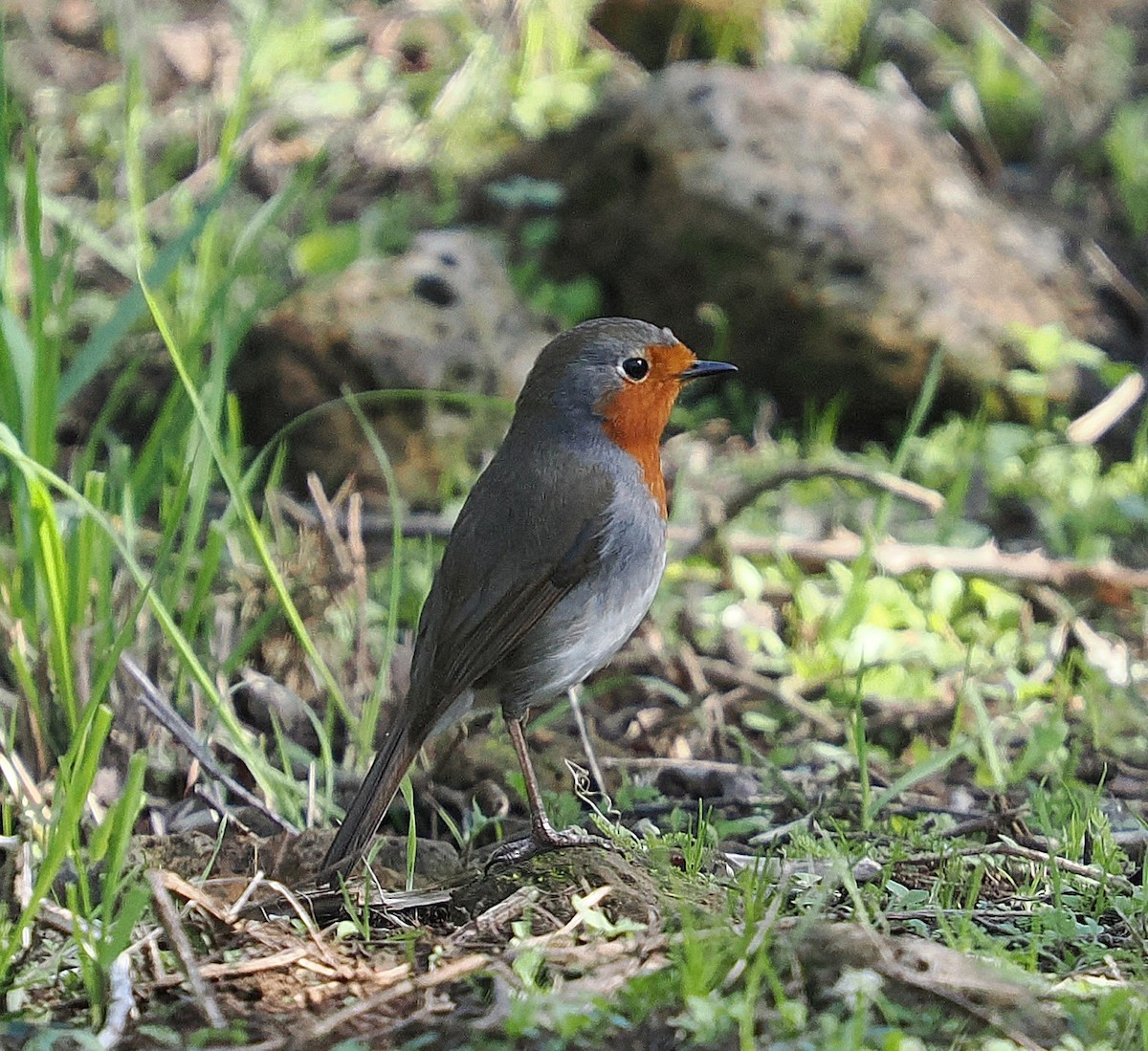 European Robin - ML646832279