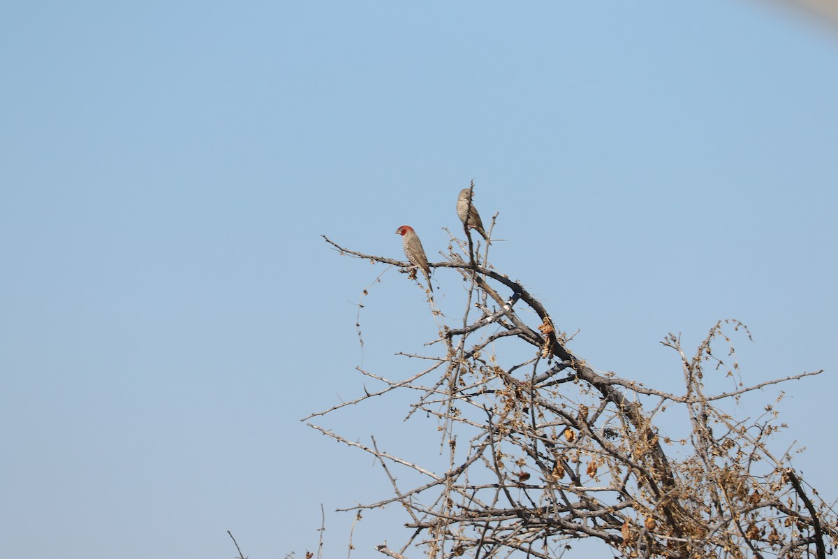 Red-headed Finch - ML646832281