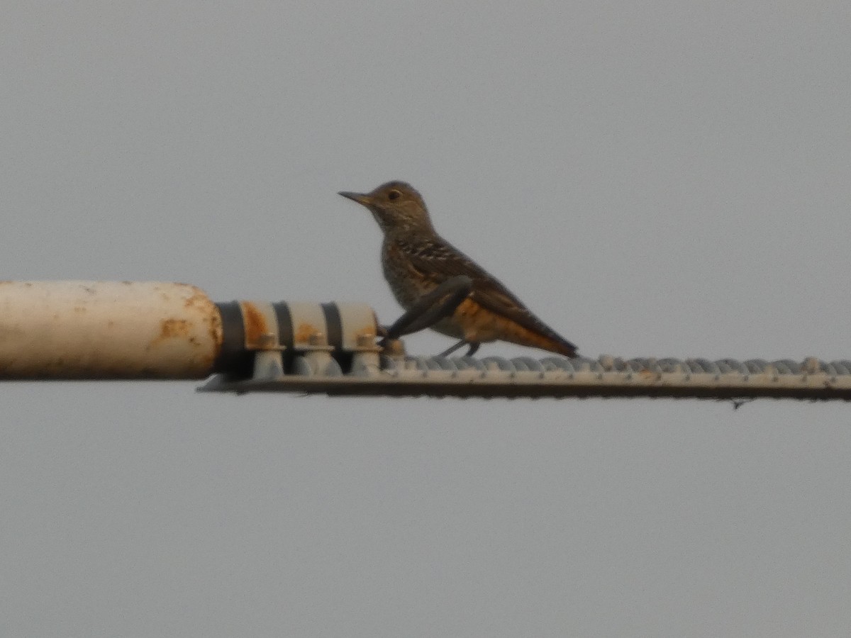 コシジロイソヒヨドリ - ML646832285