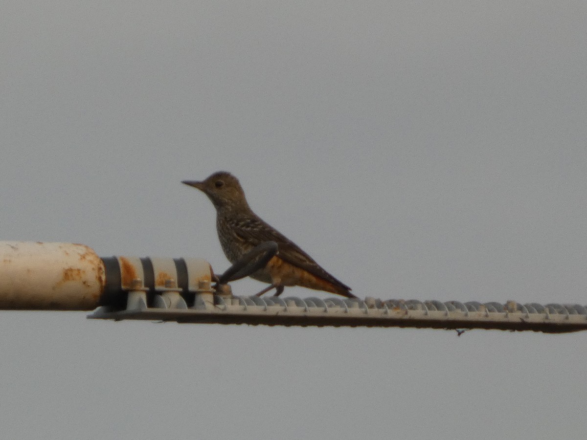 コシジロイソヒヨドリ - ML646832286