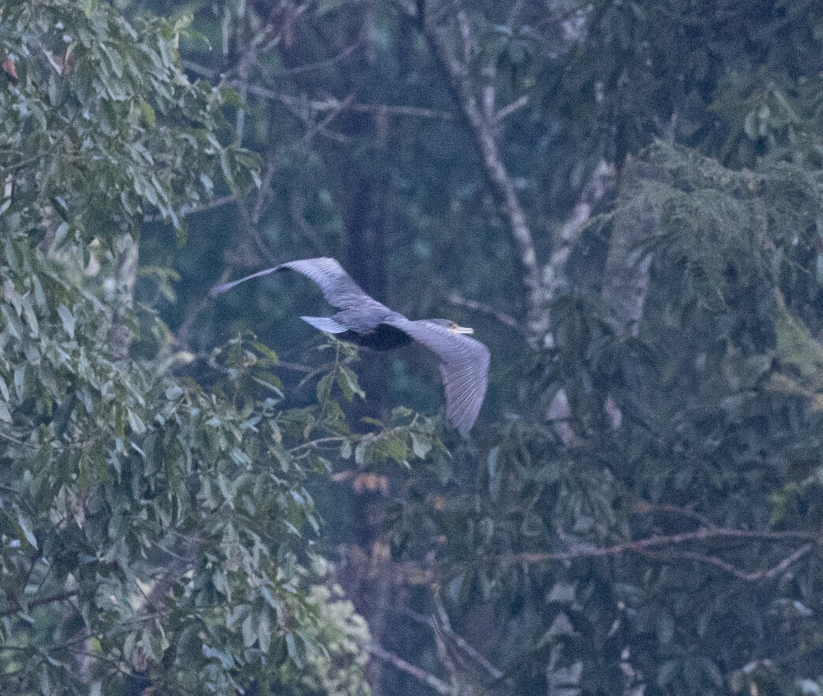 Great Cormorant - ML646832289