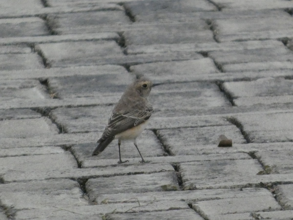 セグロサバクヒタキ - ML646832290