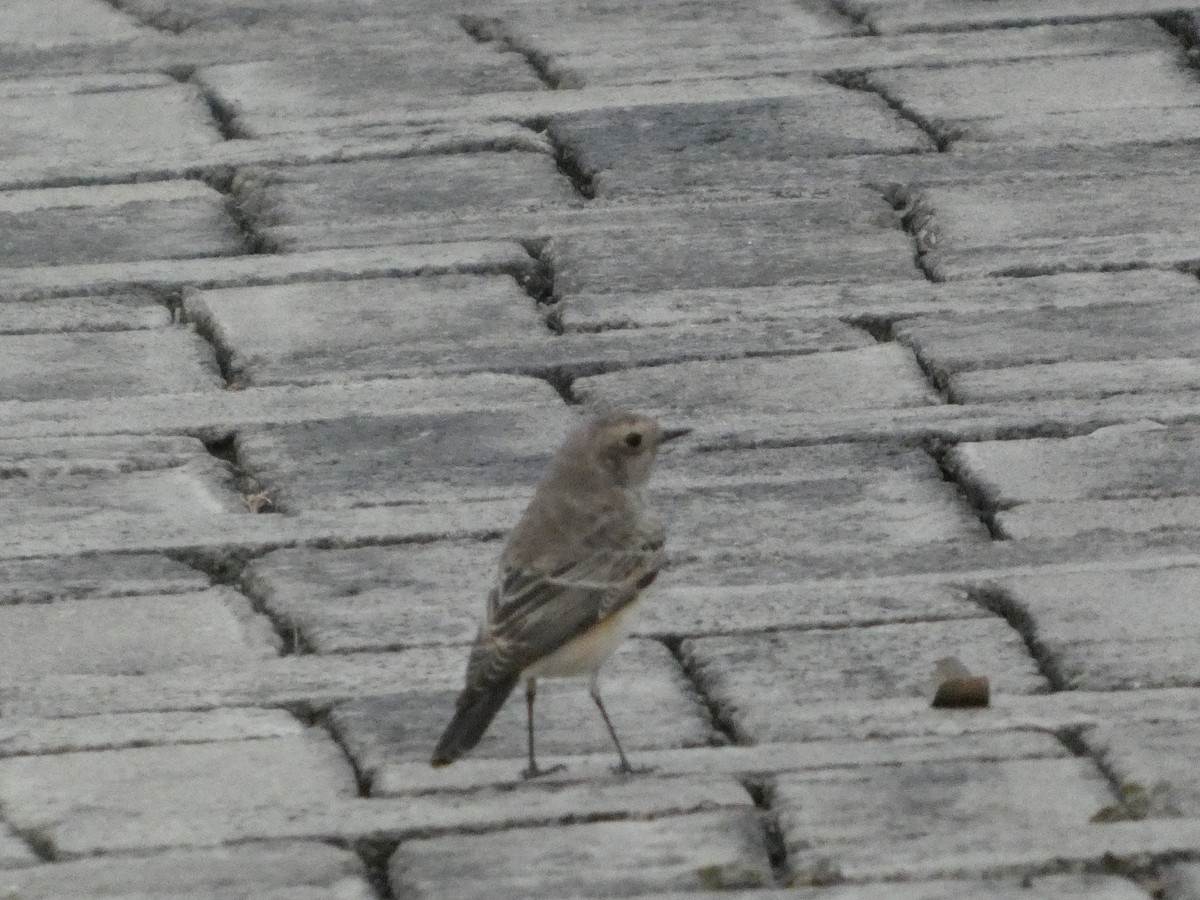 セグロサバクヒタキ - ML646832291