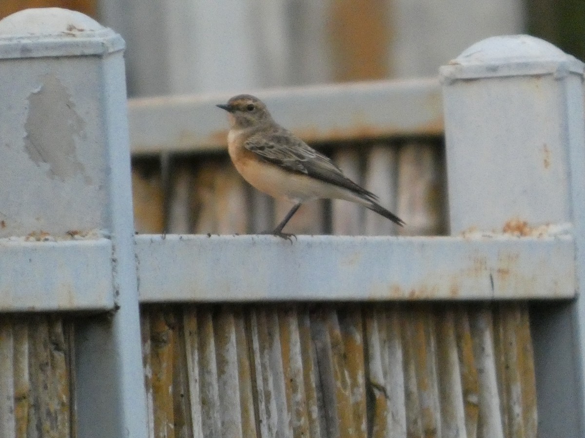 セグロサバクヒタキ - ML646832295