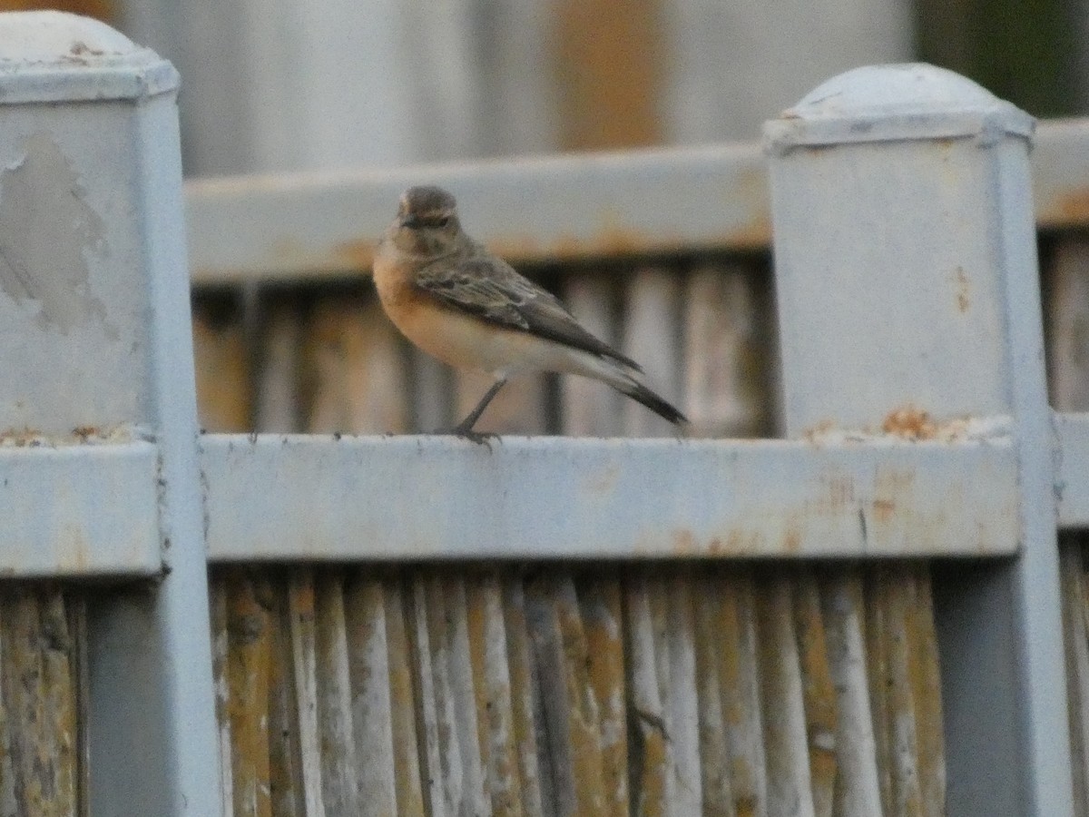 セグロサバクヒタキ - ML646832296