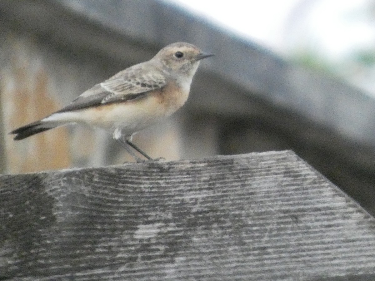 セグロサバクヒタキ - ML646832299