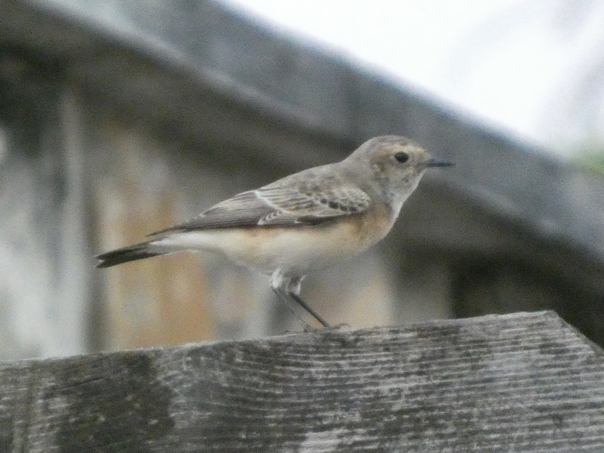 セグロサバクヒタキ - ML646832300