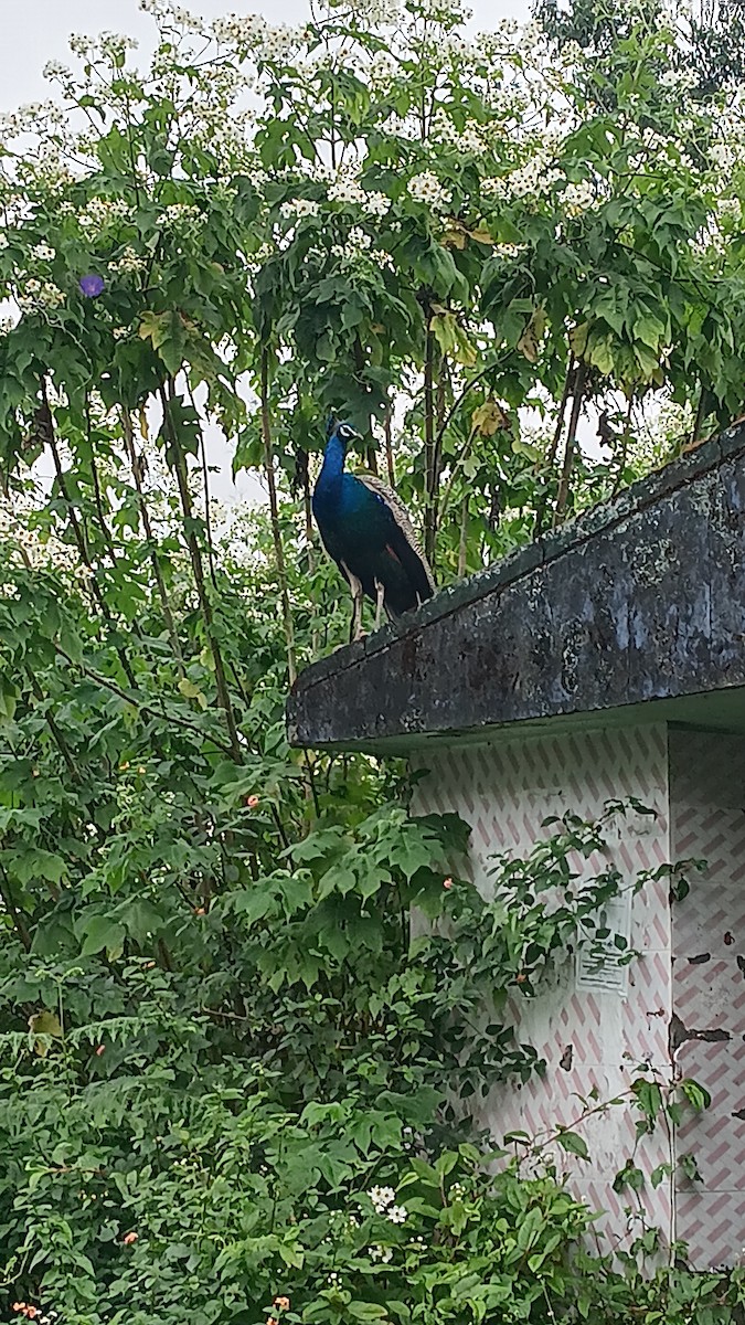 Павич чубатий - ML646832301