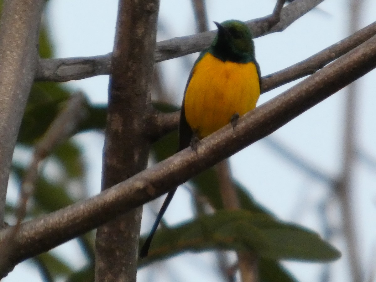 ナイルタイヨウチョウ - ML646832305