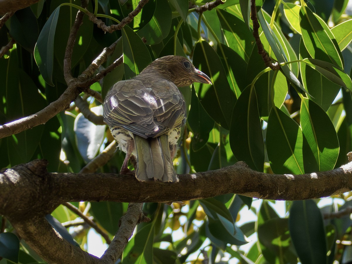 Australasian Figbird - ML646832312