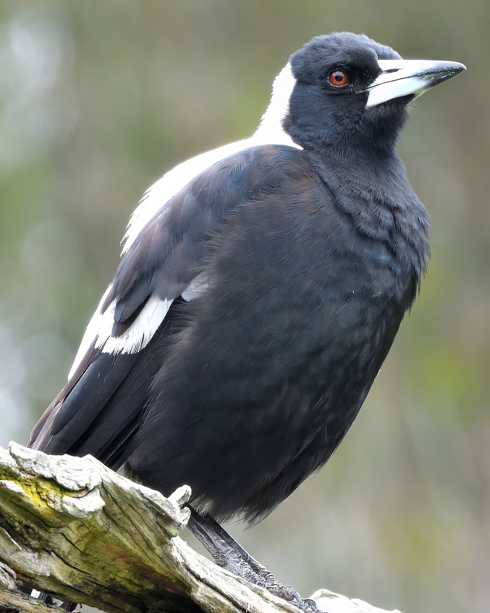 Cassican flûteur (telonocua/tyrannica) - ML646832317