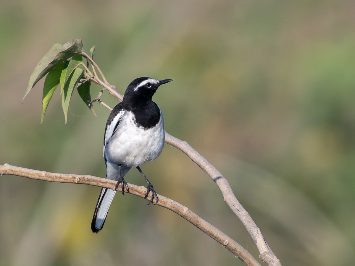 konipas indický - ML646832318