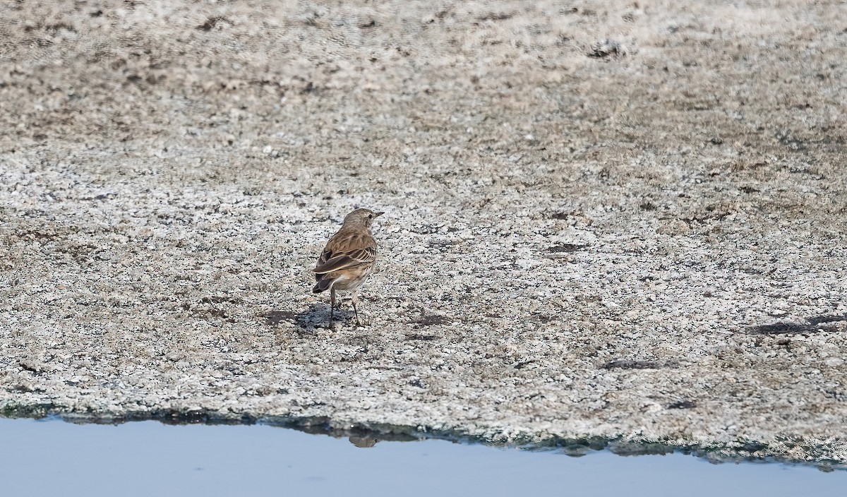 Щеврик гірський - ML646832323