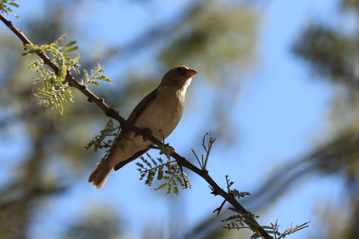 Southern Masked-Weaver - ML646832325