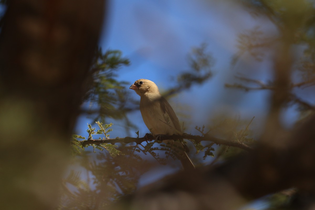 Southern Masked-Weaver - ML646832326