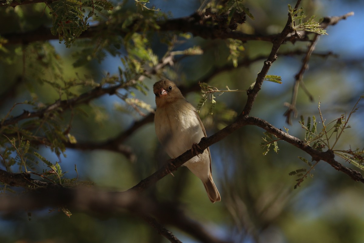 Southern Masked-Weaver - ML646832327