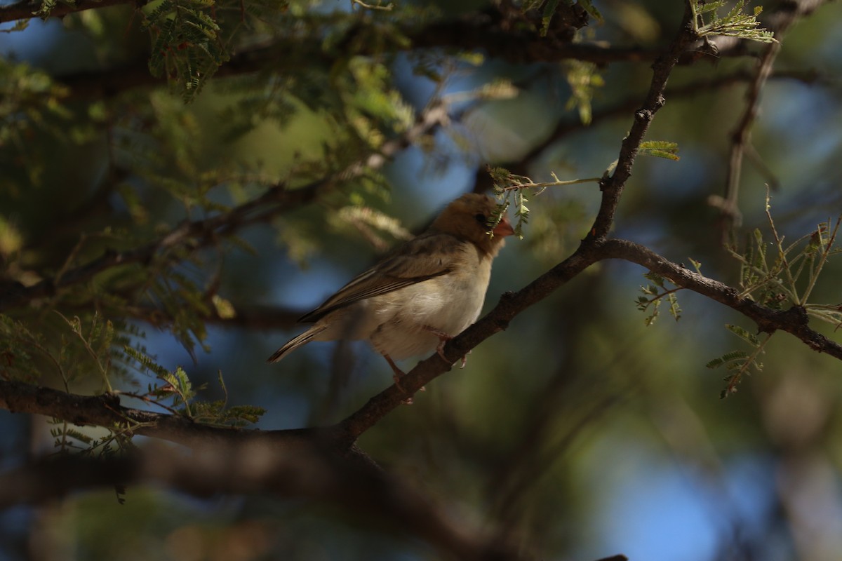 Southern Masked-Weaver - ML646832328