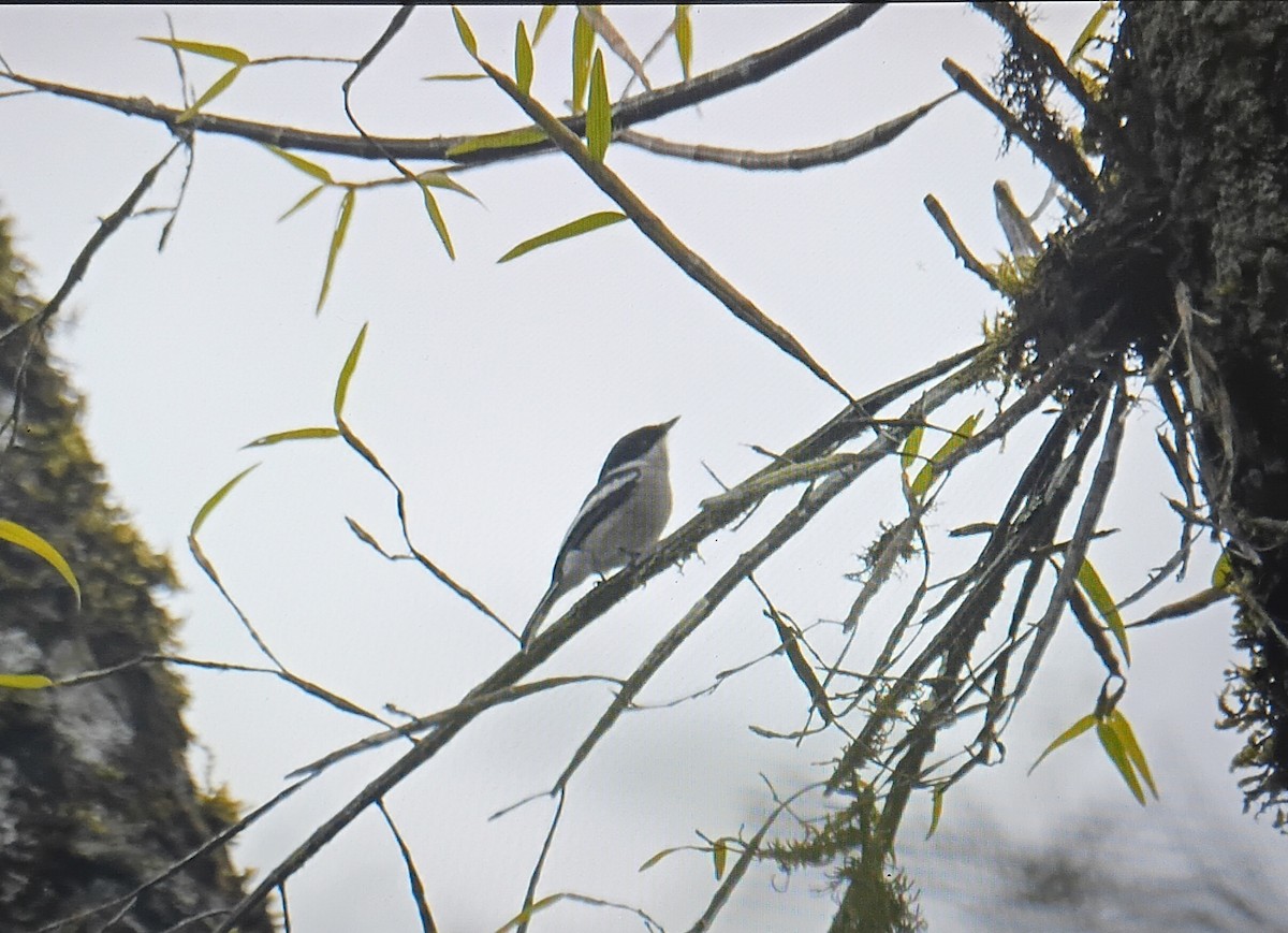 Личинколюб білокрилий - ML646832330