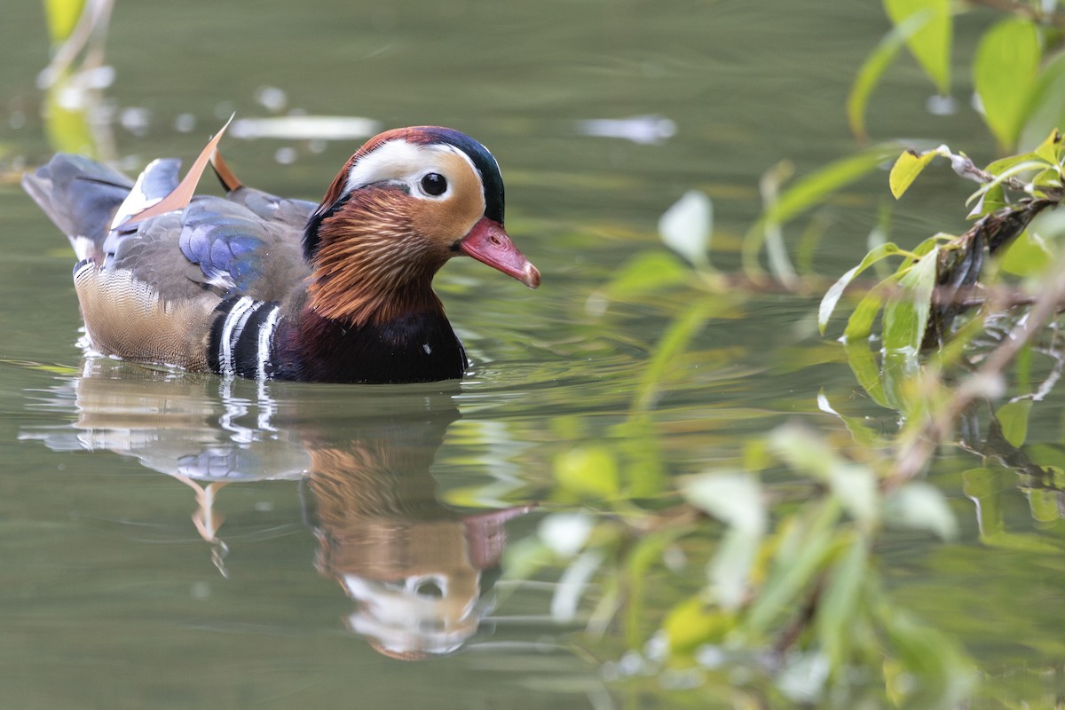 Pato Mandarín - ML646832332