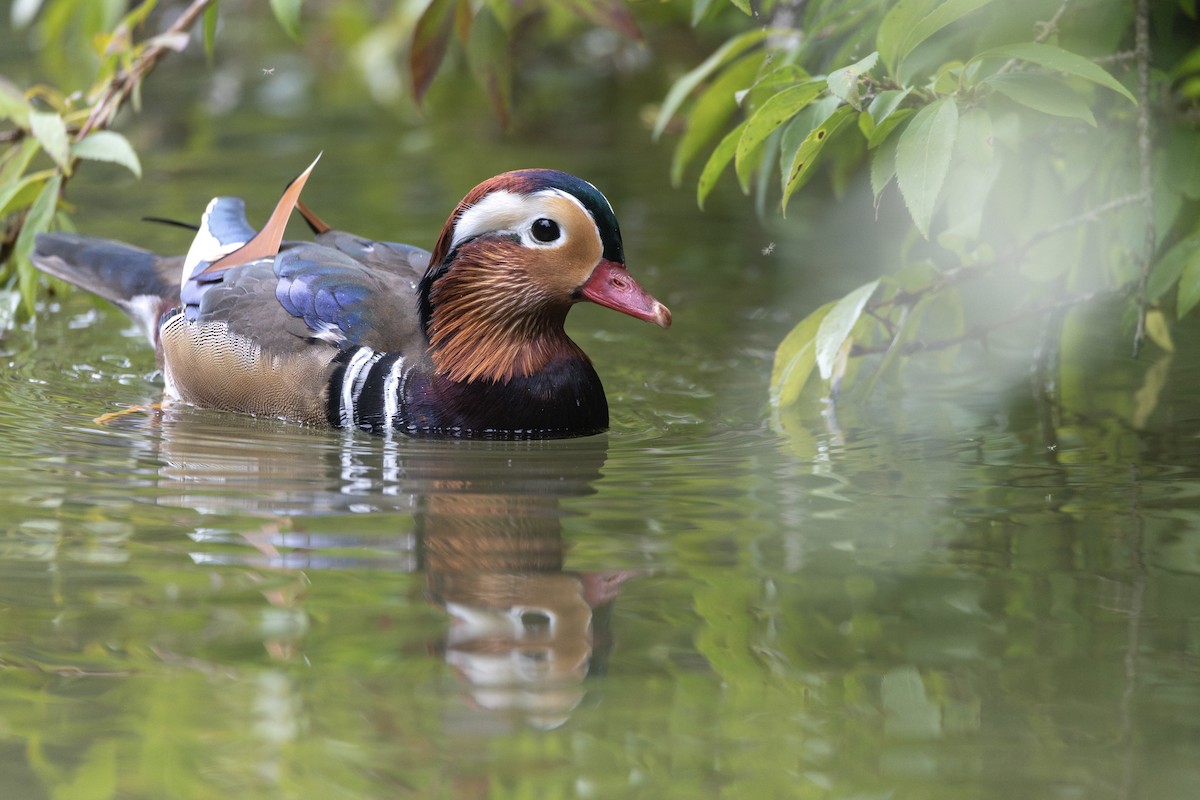Pato Mandarín - ML646832333