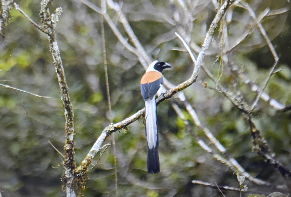 Вагабунда білочерева - ML646832334