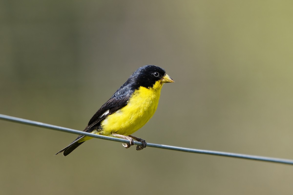 ヒメキンヒワ - ML646832336