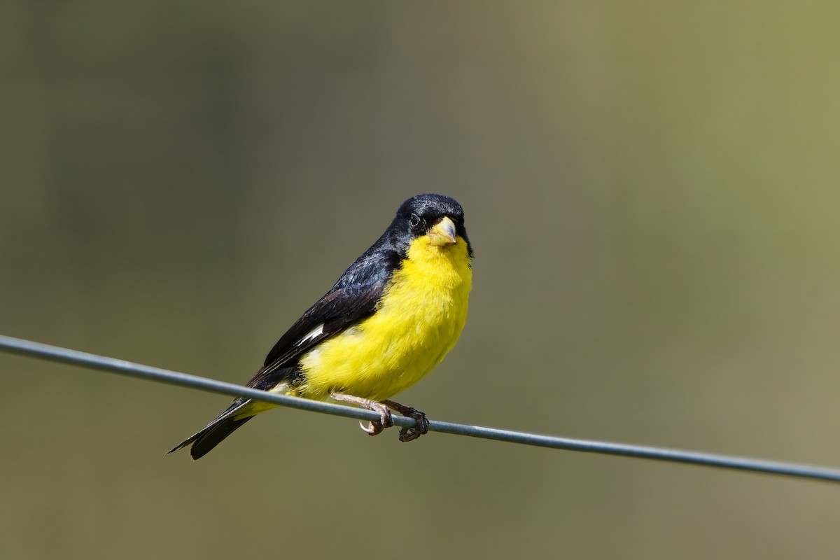 ヒメキンヒワ - ML646832337