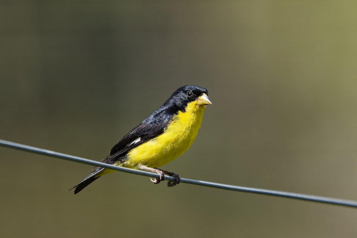 ヒメキンヒワ - ML646832340