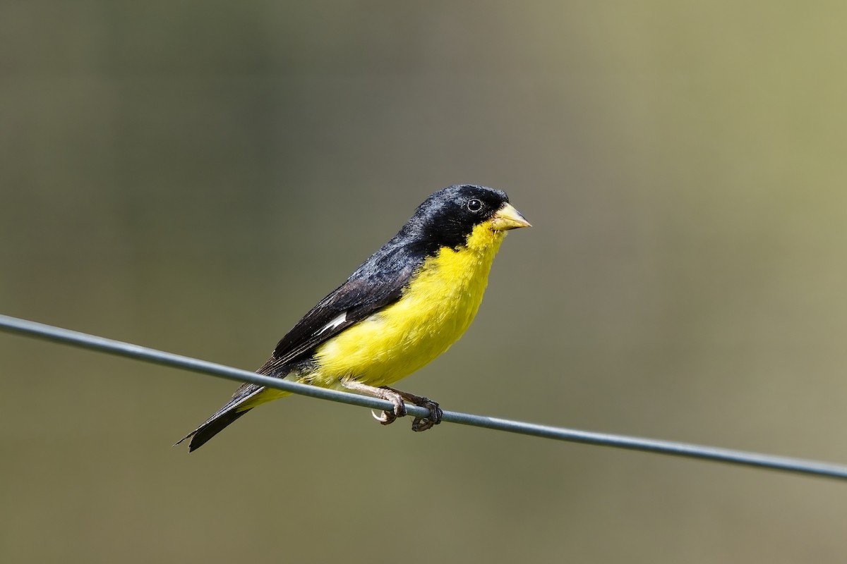 ヒメキンヒワ - ML646832341