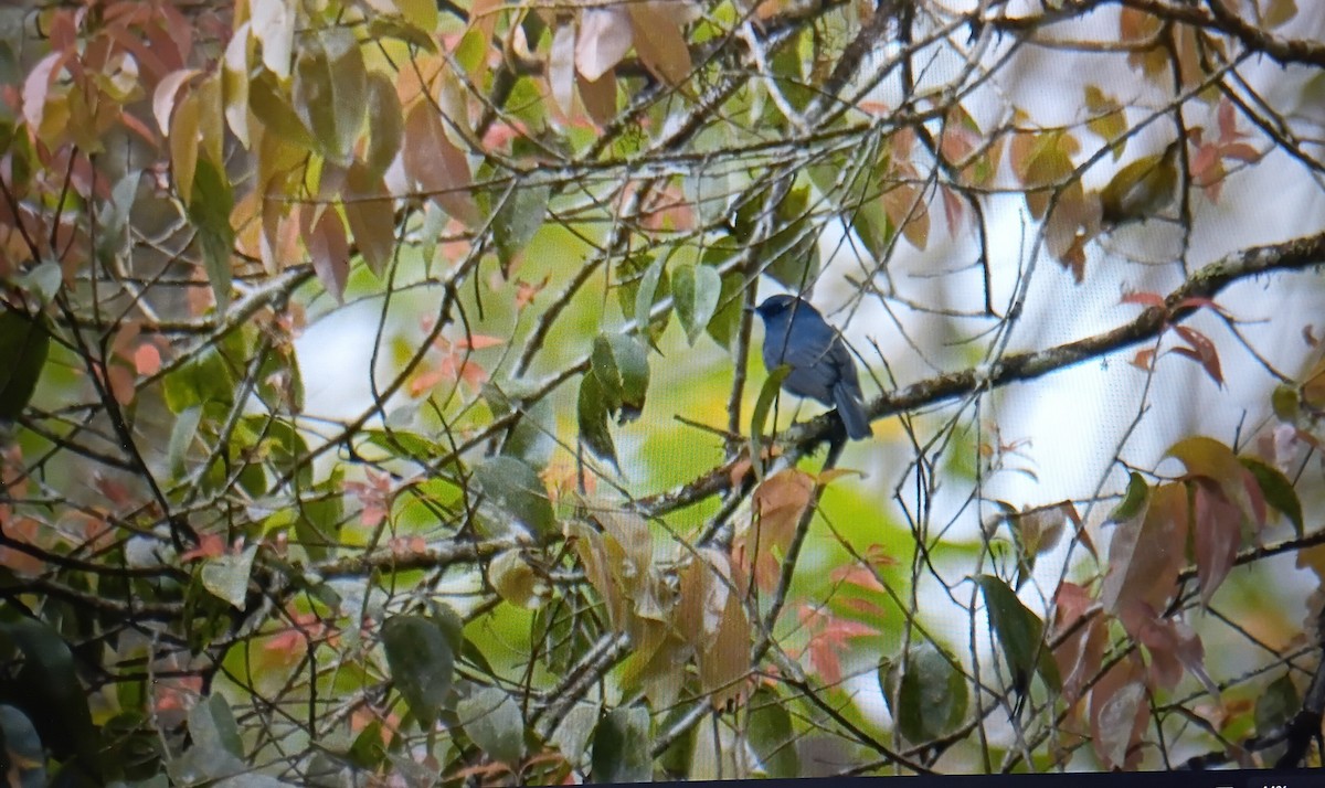 Мухоловка нильгірійська - ML646832343