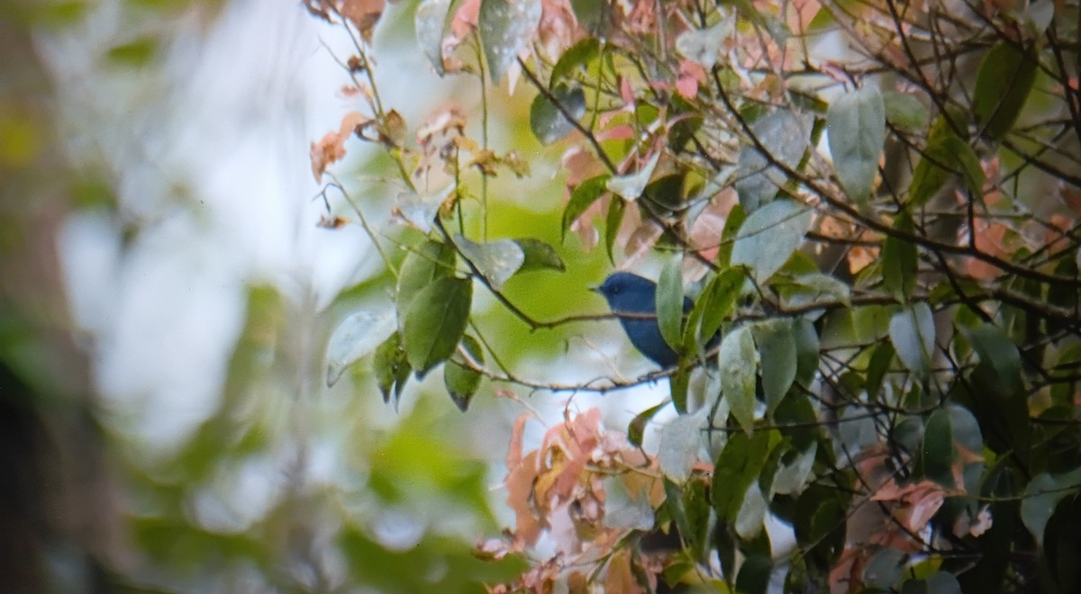 Мухоловка нильгірійська - ML646832344