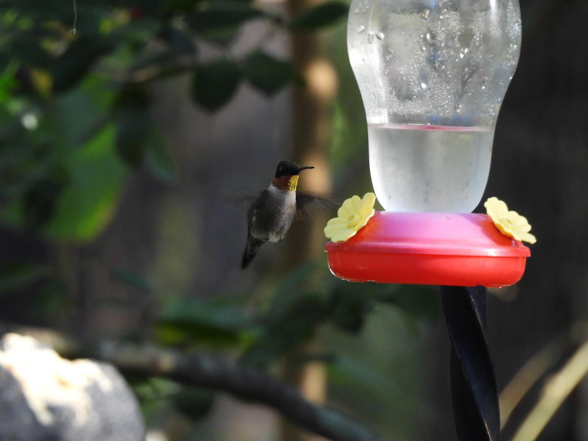 Ruby-throated Hummingbird - ML646832345